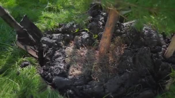어린 소나무 심기. 한 작업자가 녹색 나무의 구멍을 파는다. 생태 복원. 삽이 땅을 파고 있다. — 비디오