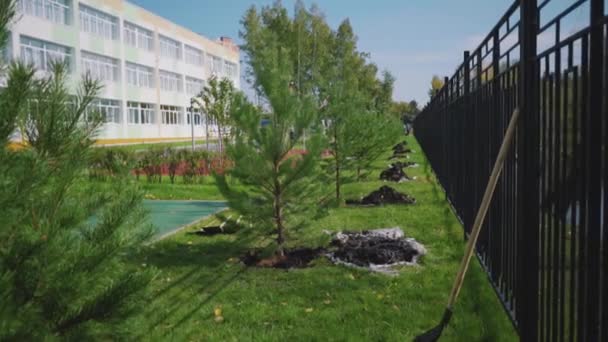 Young pine trees planted along the fence. The trees were planted in a pit and covered with fresh, wet soil. Planting trees is the salvation of ecology. — Stock Video