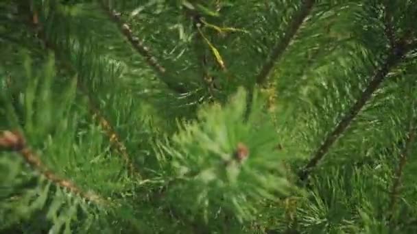 Крупный план сосны. Ветки молодой зеленой елки на 4К видео. Посадка деревьев, ветер перемешивает иглы хвойного растения . — стоковое видео