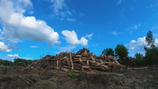 Discarica Alberi Abbattuti Tronchi Trovano Cantiere Deforestazione Foresta Morta Deserto — Video Stock