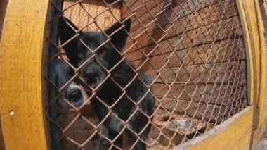 Çitlerin arkasında üzgün karışık cins köpek Portresi. Barınaktaki köpek ya da hayvan yuvası. Hayvanlar için barınak kavramı. Yavaş çekim.