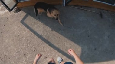 Birinci şahıs videosu. Barınaktaki köpek sahibini bulmuş. Hayvanat bahçesine gelen bir ziyaretçi neşeli bir Alman çoban köpeğini okşuyor. Barınaktaki köpek ya da hayvan yuvası. Hayvanlar için barınak kavramı.