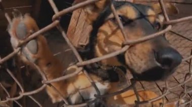 Çitlerin arkasında üzgün bir melez köpek portresi. Barınakta veya hayvan kulübesindeköpekler mutlu ziyaretçilerdir. Kafeslerde hayvanlara yardım.