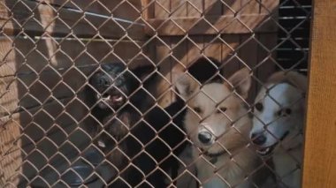 Çitlerin arkasında üzgün karışık cins köpek Portresi. Barınaktaki ya da hayvan kulübesindeki köpekler. Kafeslerde hayvanlara yardım.