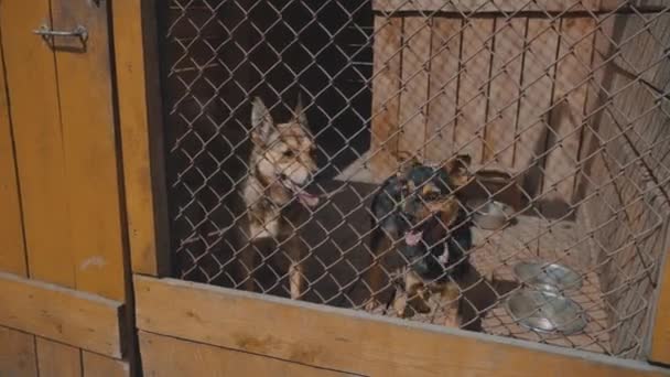 Retrato Triste Perro Mestizo Detrás Las Vallas Perros Refugio Una — Vídeos de Stock