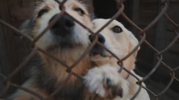 栅栏后面一只悲伤的混合品种的狗的肖像 在庇护所或动物的笼子里的狗是快乐的访客 帮助笼子里的动物 — 图库视频影像