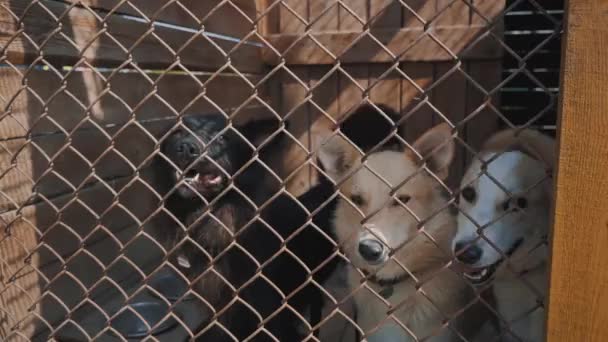 Retrato Cão Raça Mista Triste Atrás Das Cercas Cães Abrigo — Vídeo de Stock