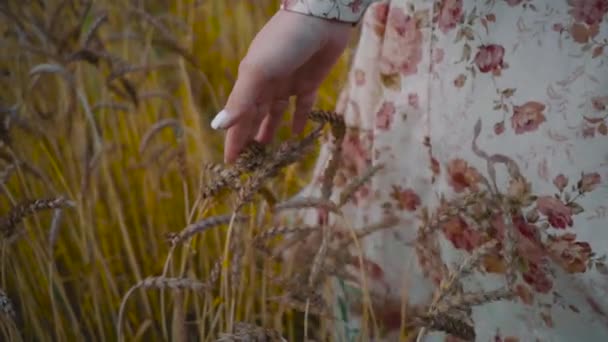 Dziewczynka Polu Pszenicy Delikatnie Dotyka Uszu Kukurydzy Ręka Kobiety Pieszczoty — Wideo stockowe