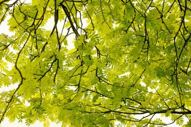 Alt görünümü dişbudak aşağıdan görülen güneş ışığı altında Tarih