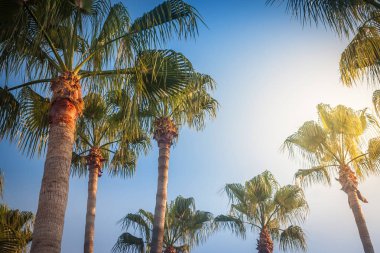 Palmiyeli güzel tropikal gün batımı