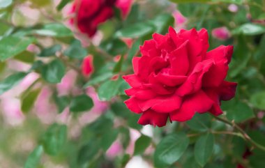 Bahçedeki kırmızı gül.