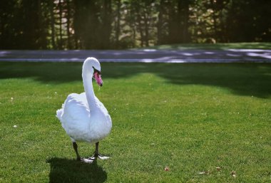 Parkta güzel beyaz kuğu. büyük beyaz kuş