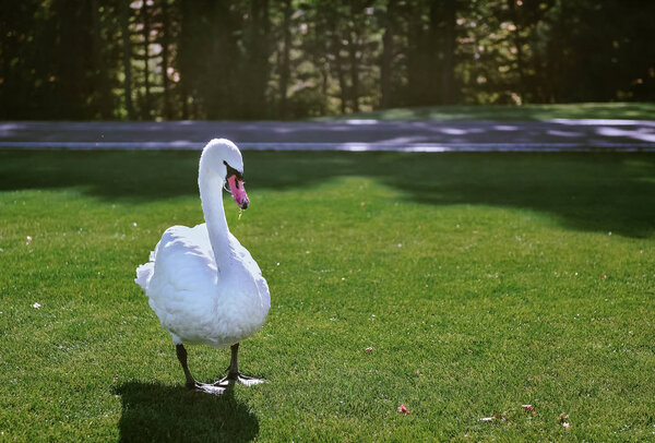 Beautiful white swan in the park. big white bird