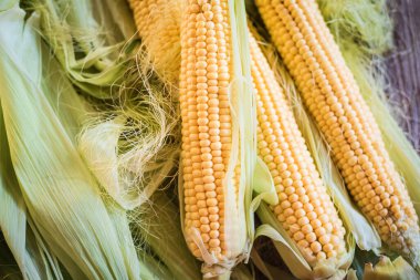 Aynı grupta bir sürü mısır var. Güzel, sulu mısırların arka planı. Yapraklarda sallanan mısır