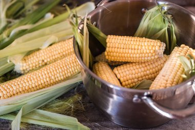Mısır yaprağı ve bir grup olgun mısır ve haşlanmış mısır pişirmek için bir tencere. Sağlıklı yemek ve yaz ziyafeti