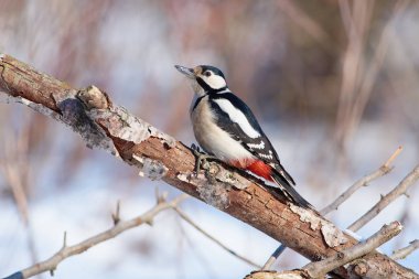 Büyük benekli ağaçkakan (Dendrocoptes medius) oturur bir lapa lapa kabuk ile kalın dal (güneş yansıtır gözlerime).