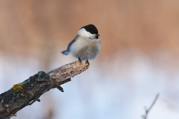 Willow Tit Poecile Montanus Sitting End Branch Bark — Φωτογραφία Αρχείου