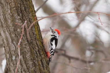 Benekli ağaçkakan (Dendrocoptes medius) bulanık orman arka plan üzerinde bir ağaçta siting orta.