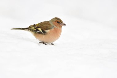 Ortak ispinoz (Fringilla coelebs) kar (izole beyaz zemin üzerine oturur).