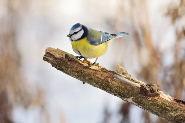 Cyanistes Caeruleus 지점에 — 스톡 사진