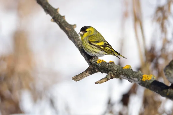 Der Eurasische Zeisig Spinus Spinus Sitzt Auf Einem Ast Der — Stockfoto