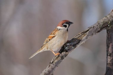 Bir şube ile kırık kabuğu ile Avrasya Ağaç Serçesi (Passer Montanus) oturur.
