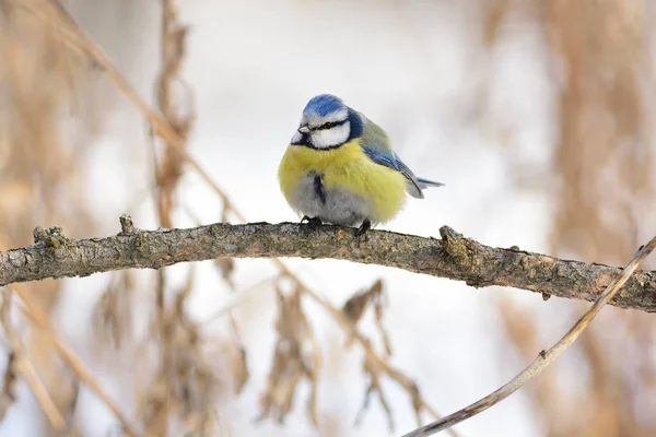 Blue Tit Cyanistes Caeruleus Sits Branch Larch Natural Environment — Stock Photo, Image