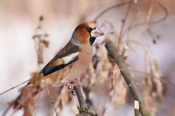 나무와 잔디는 환경에 나무의 가지에 Hawfinch Coccothraustes Coccothraustes — 스톡 사진