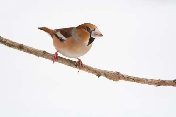 Hawfinch Coccothraustes Coccothraustes Sitting Branch White Background White Isolated — Stock Photo, Image