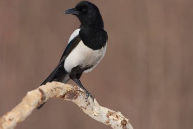 Doğal yaşam alanı içinde meşe kuru dal Avrasya Saksağan (pika pika) oturur.