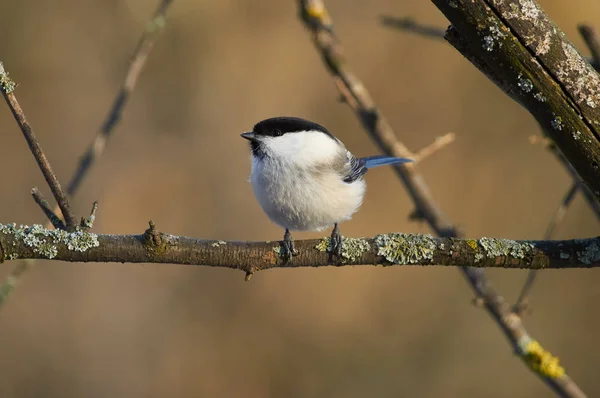 その自然の生息地の苔に覆われた枝に座っているコガラ Poecile Montanus — ストック写真