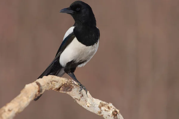 Magpie Eurasiático Pica Pica Senta Ramo Seco Carvalho Habitat Natural — Fotografia de Stock