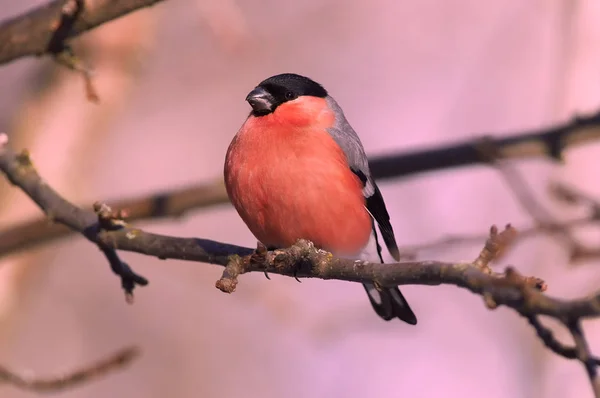 Bullfinch Eurasiano Pyrrhula Pyrrhula Situa Num Ramo Uma Macieira Selvagem — Fotografia de Stock