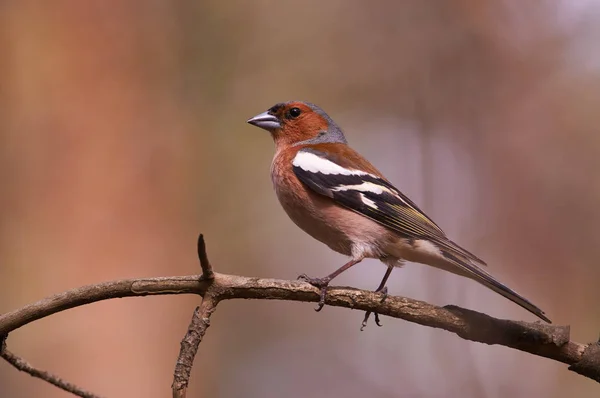 Chaffinch Fringilla Coelebs Sits Thin Dry Branch Prepared Sing Spring — Stock Photo, Image