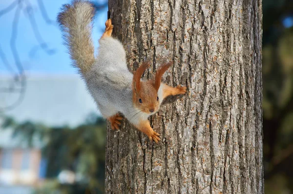 Écureuil Roux Eurasie Sciurus Vulgaris Suspendu Arbre Dans Parc Envers — Photo