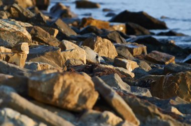 Küçük Beyaz Kuyruksallayan (Motacilla alba) sahil üzerinde büyük taşlar arasında yemek arıyor.