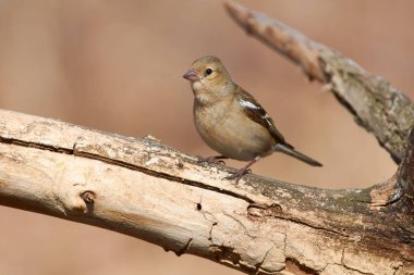 İspinoz (Fringilla coelebs, kadın) üretimi için vatan güney kışı uçtu.