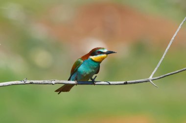 Arı kuşugiller (arı kuşu apiaster) kil cliff kazdık burrows yakınındaki bir şube oturur.
