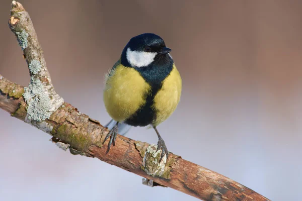 大山雀 Parus 坐在一个分支非常接近 在一个完整的框架 可以看到每一个羽毛和太阳反射在眼睛里 — 图库照片