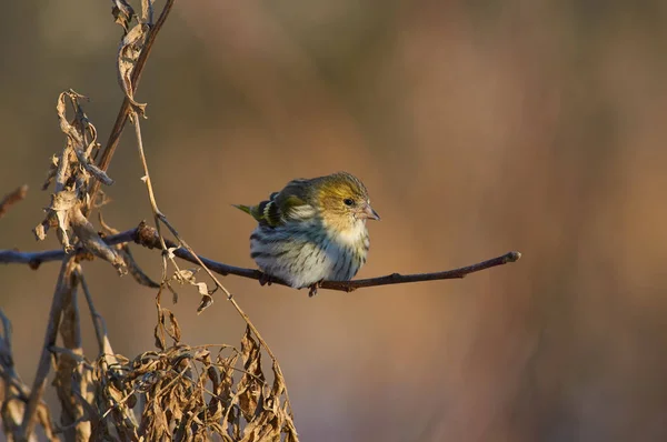 Siskin Spinus Spinus Voló Para Comer Semillas Girasol Comedero Sobre — Foto de Stock