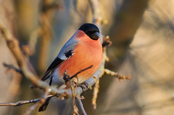 Eurasian Bullfinch Pyrrhula Pyrrhula Flew Food Bird Feeder Sits Branch — Stock Photo, Image