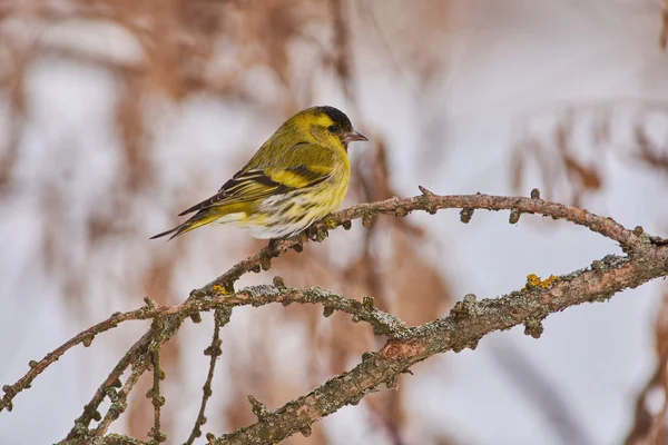 Siskin (Spinus spinus) flew for food at the bird feeder and sits on a branch of larch.