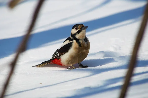 Great spotted woodpecker (Dendrocopos major) sits on the snow, arriving for the meal on a bird feeder.