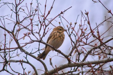 Ağaç incir kuşu (Anthus trivialis) üreme sezonunda bahar şarkı söyleyecek.