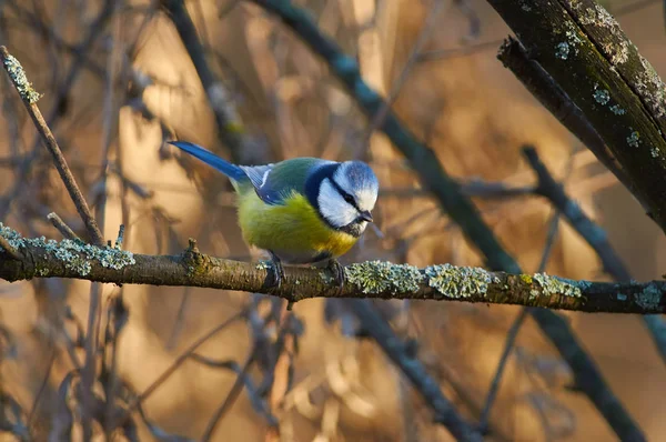 青シジュウカラ Cyanistes Caeruleus は地衣類で覆われた枝を飛ばす準備をしてください — ストック写真