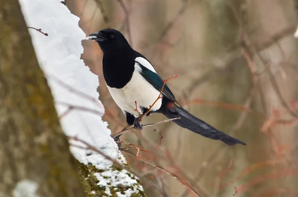 Eurásia Magpie Pica Pica Voou Para Alimentador Aves Come Neve — Fotografia de Stock