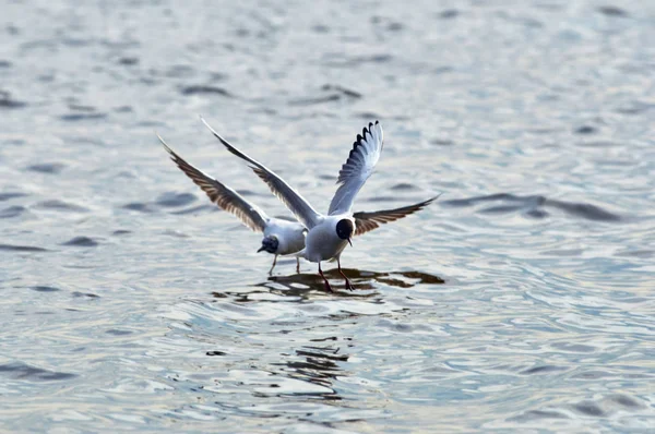 Dvě Racek Chechtavý Chroicocephalus Ridibundus Mladé Dospělé Pozemky Vodě Synchronně — Stock fotografie