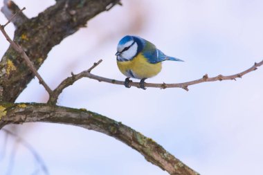 Soğuk bir sabah bir şube ormanda mavi baştankara (Cyanistes caeruleus) oturur.
