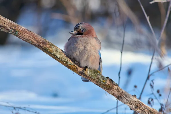 Крупный План Эвразианской Сойки Garrulus Glandarius Сидящей Ветке Лишайником Мягком — стоковое фото