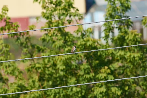 Malý Vrabec Polní Passer Montanus Sedí Tlusté Elektrických Kabelů Pod — Stock fotografie